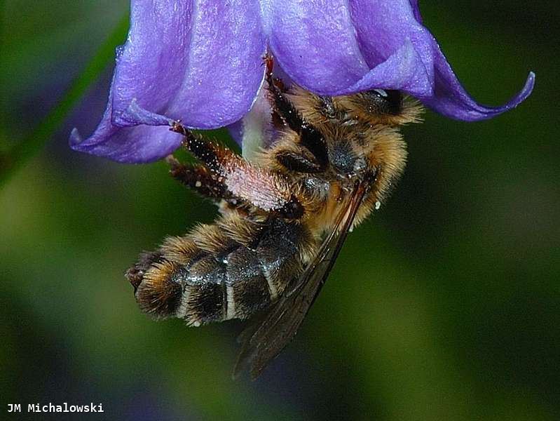 Melitta haemorrhoidalis 