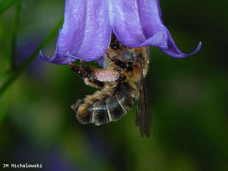 Melitta haemorrhoidalis 