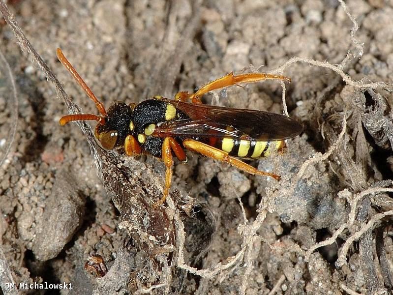 Nomada fucata