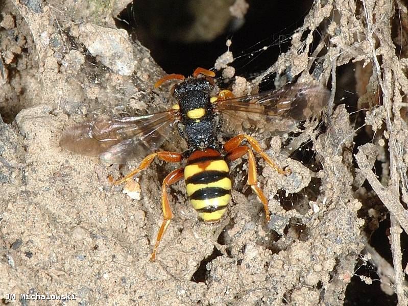 Nomada fucata