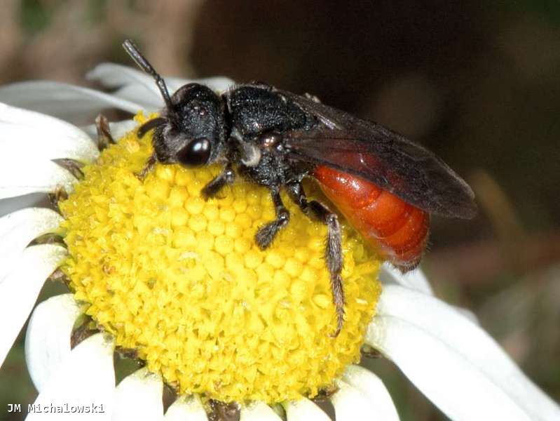 Sphecodes albilabris