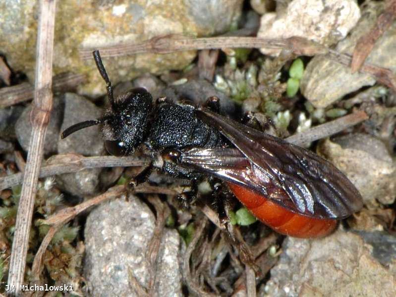 Sphecodes albilabris