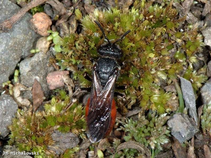 Sphecodes albilabris