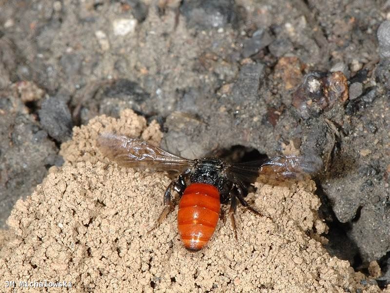 Sphecodes albilabris