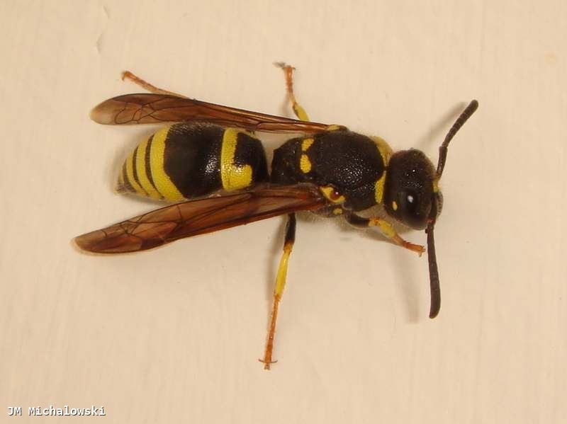 Ancistrocerus nigricornis