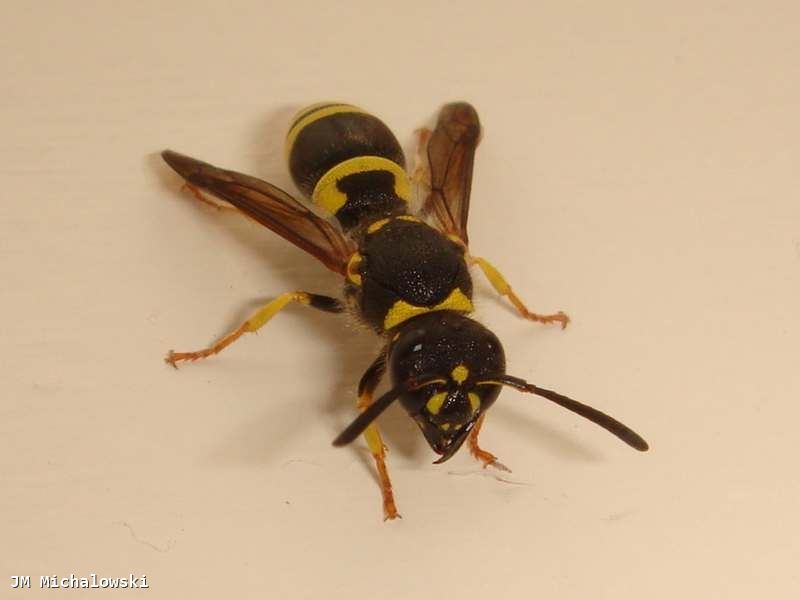 Ancistrocerus nigricornis