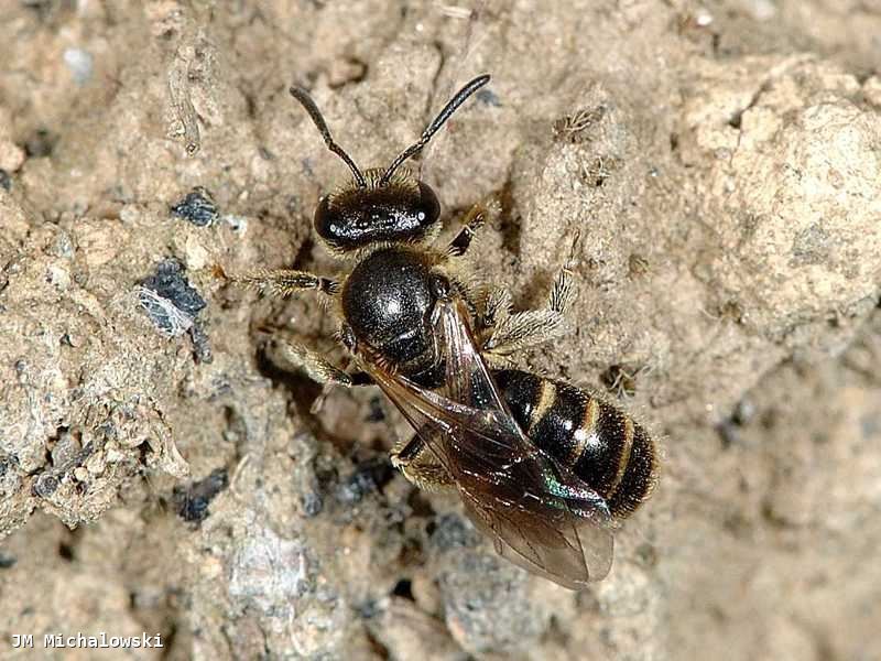 Lasioglossum sp.