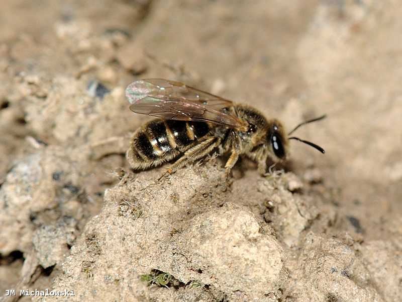 Lasioglossum sp.