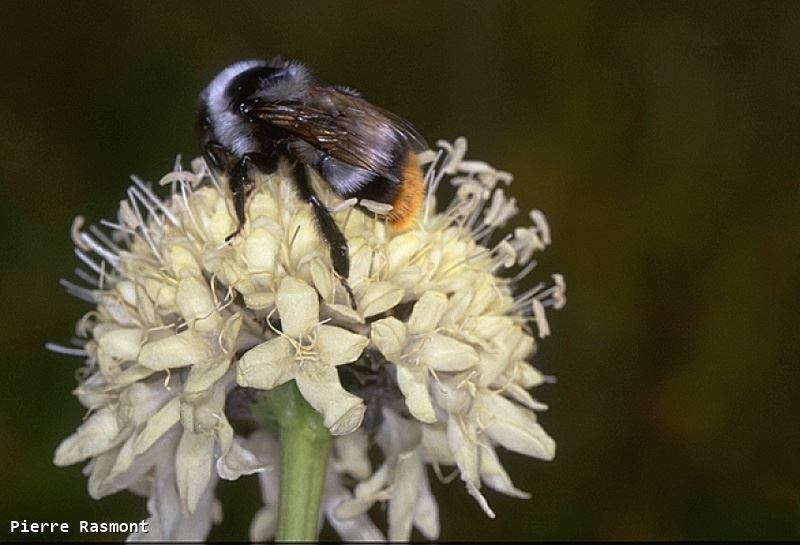 Bombus apollineus