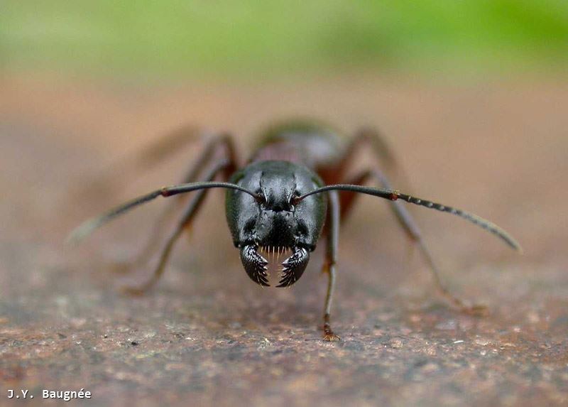 Camponotus ligniperda