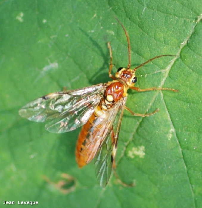 Tenthredopsis sordida