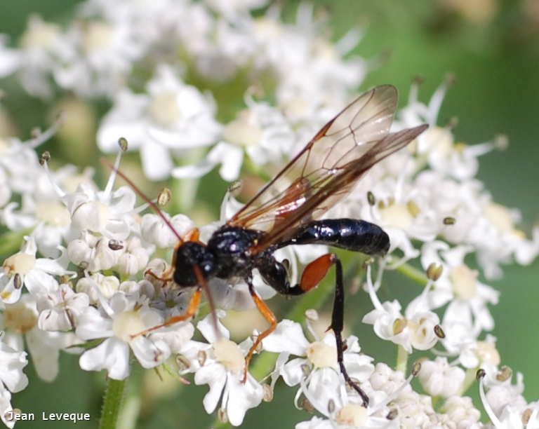 Phaenolobus terebrator