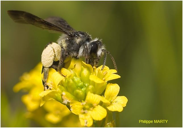 Andrena agilissima, femelle