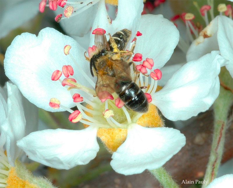 Andrena dorsata (det. A. Pauly), accouplement