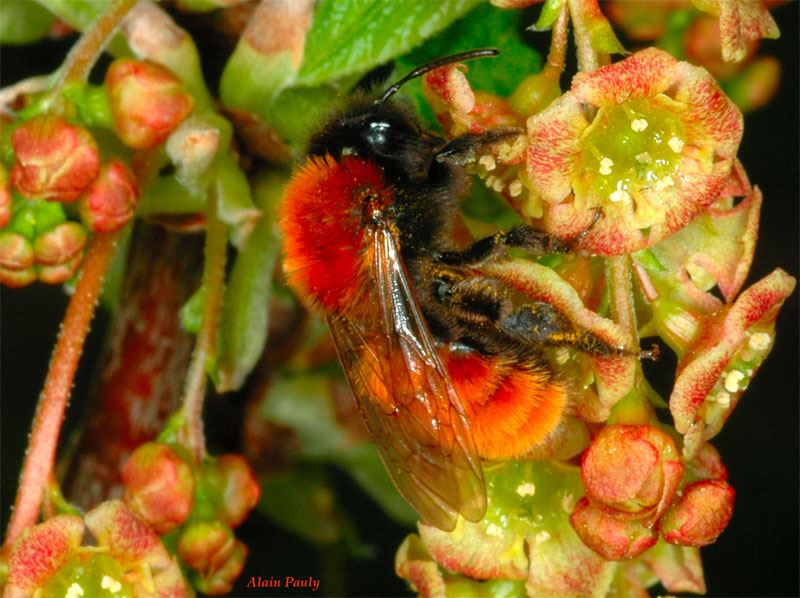 Andrena fulva, femelle (det A.P)