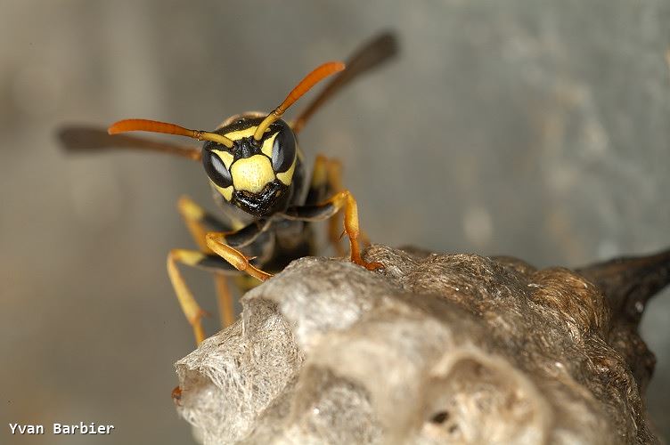 Polistes dominulus