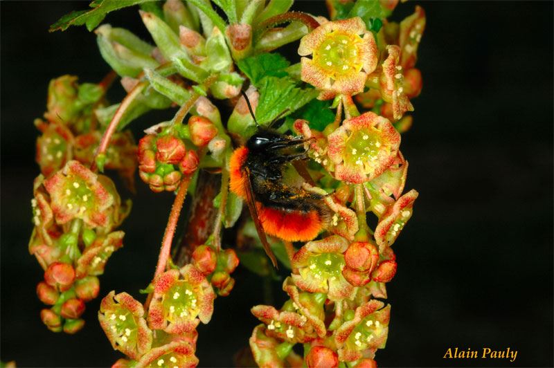 Andrena fulva femelle (det A.P.)