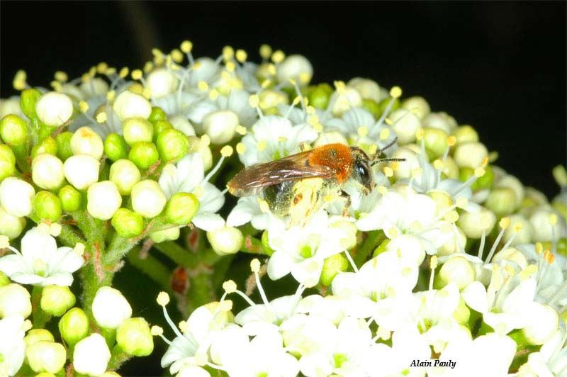 Andrena haemorrhoa, femelle (det A.P)