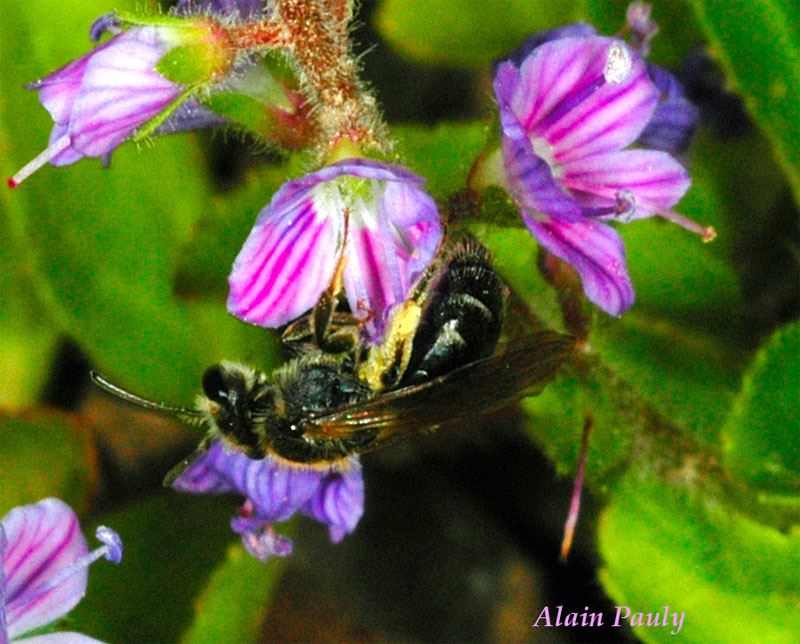 Andrena minutula