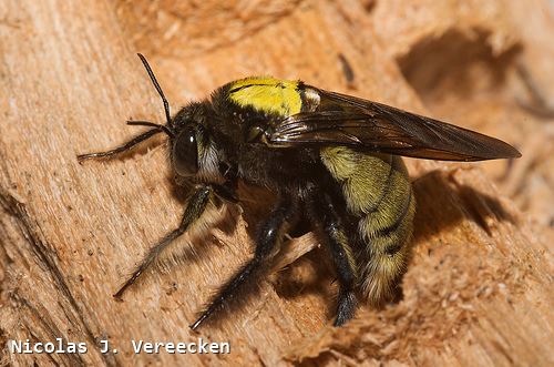 Xylocopa imitator