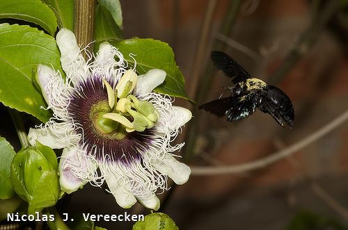 Xylocopa combusta