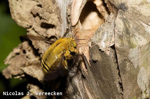 Xylocopa calens