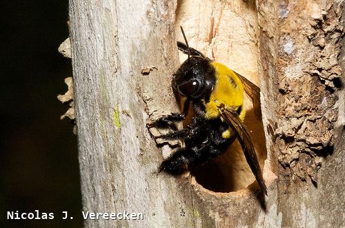 Xylocopa calens (F)