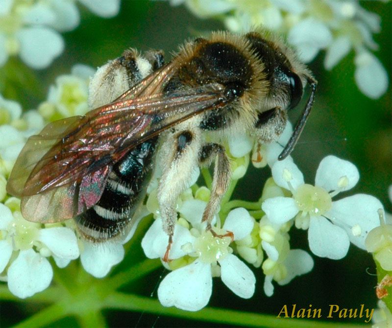 Andrena proxima femelle (det A.P.)