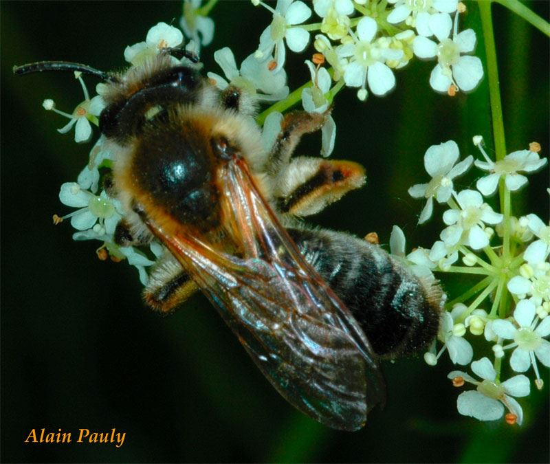 Andrena tibialis, femelle (det A.P.)