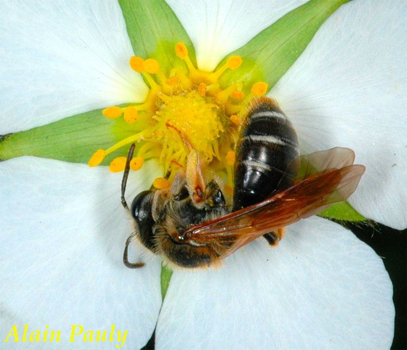 Andrena chrysoceles, femelle (det A.P.)