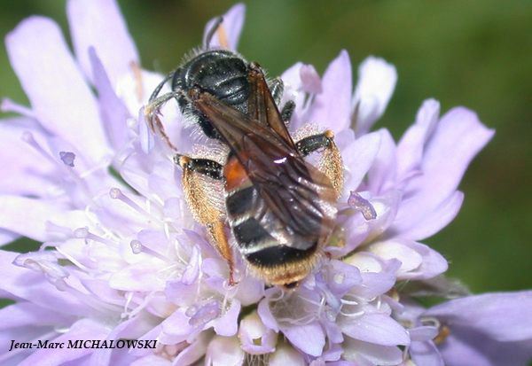 Andrena hattorfiana (det JMM)