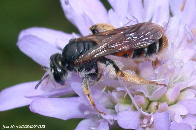 Andrena hattorfiana (det JMM)