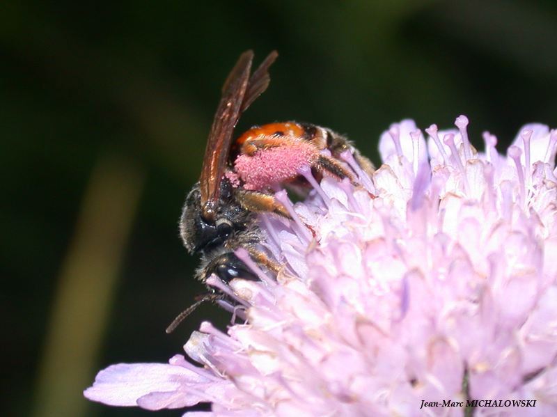 Andrena hattorfiana (det JMM)