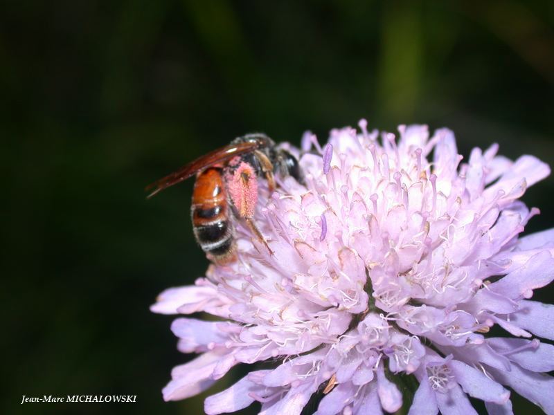 Andrena hattorfiana (det JMM)