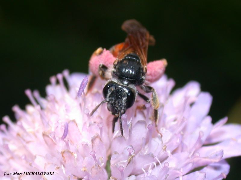 Andrena hattorfiana (det JMM)