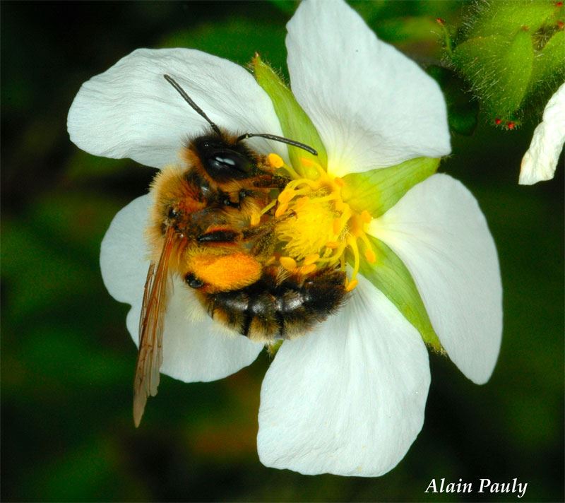 Andrena nigroaenea, femelle (det A.P.)