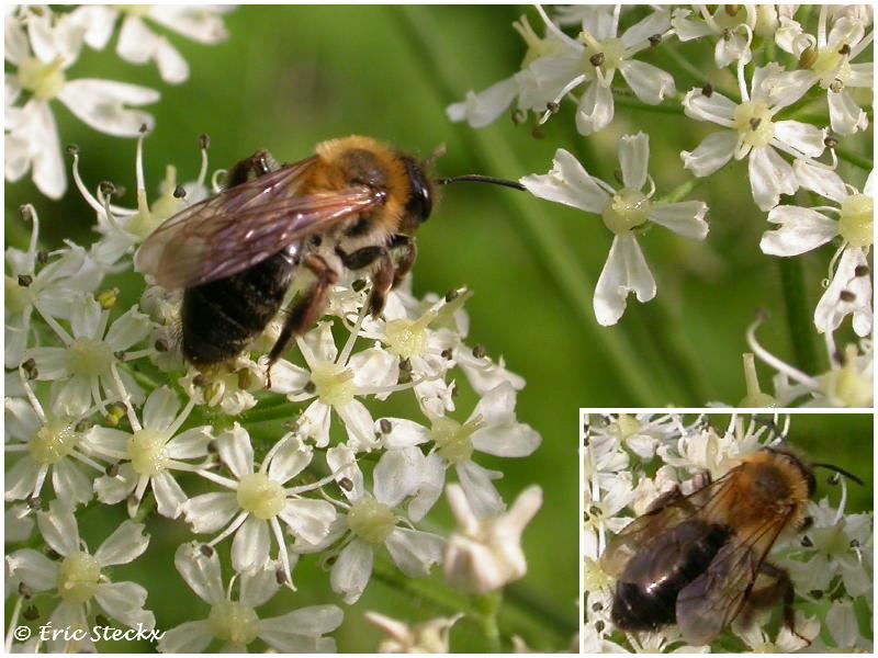 Andrena nitida, femelle (det A.P.)