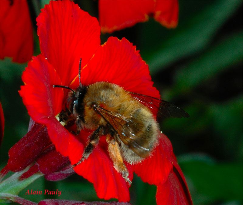 Anthophora plumipes, femelle (det A.P.)