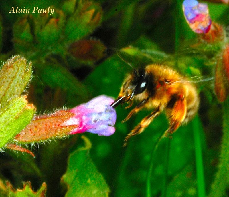 Anthophora plumipes, femelle (det A.P.)