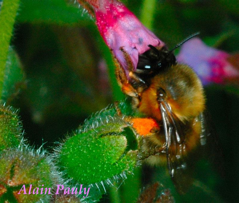 Anthophora plumipes (det A.P.)