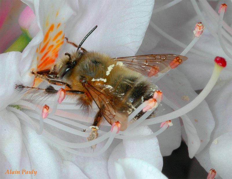 Anthophora plumipes, male (det A.P.)