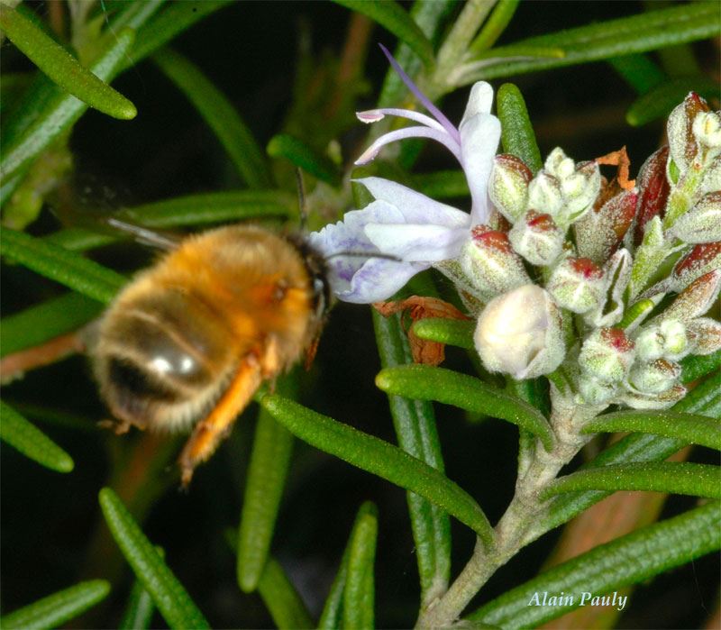 Anthophora plumipes, femelle (det A.P.)