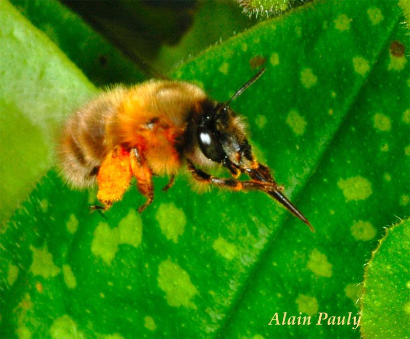 Anthophora plumipes, femelle (det A.P.)