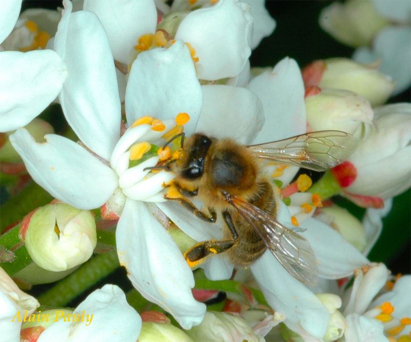 Apis mellifera