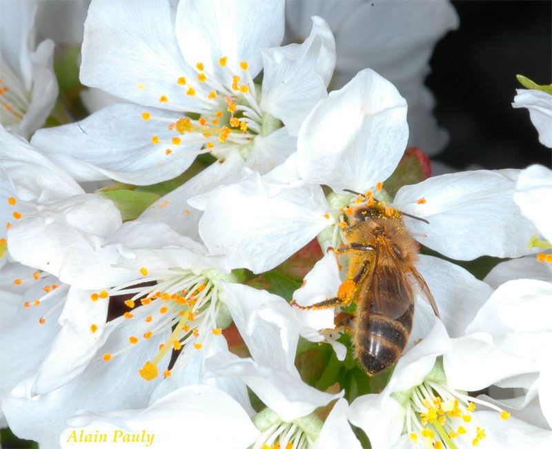 Apis mellifera