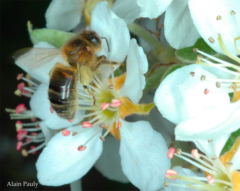 Apis mellifera