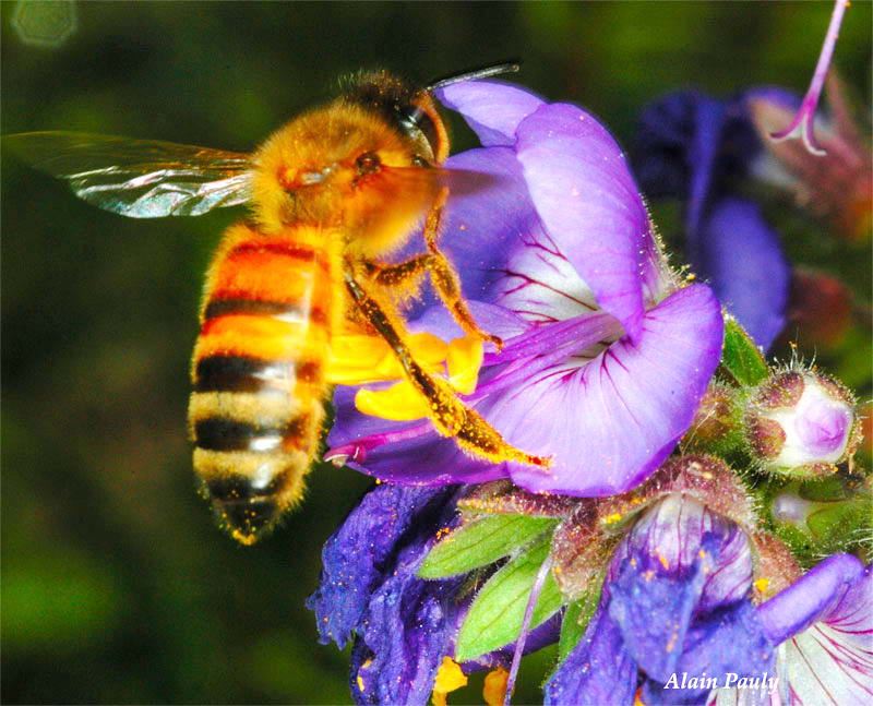 Apis mellifera