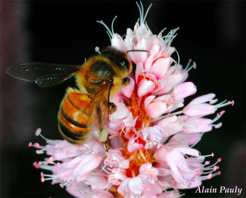 Apis mellifera