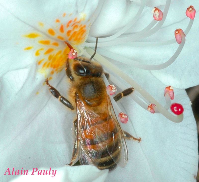 Apis mellifera