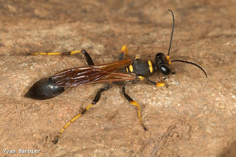 Sceliphron caementarium